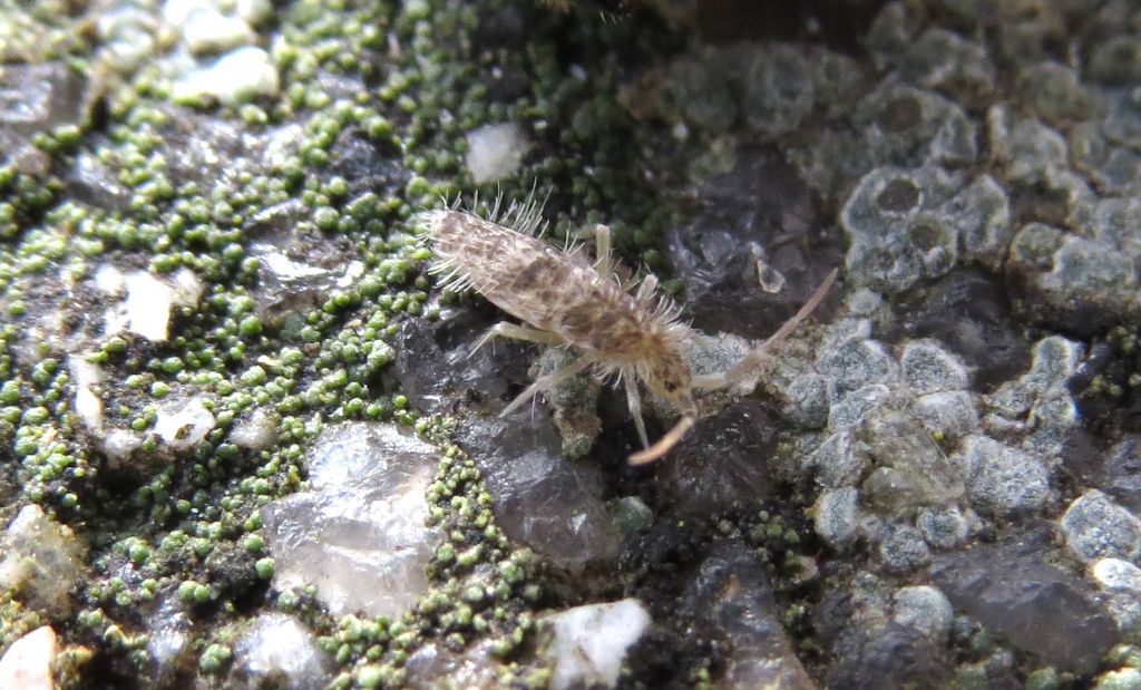 Collembola Entomobryidae